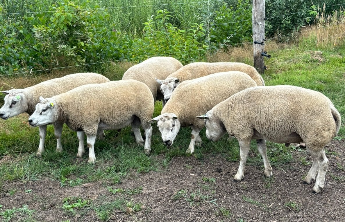 6 beste Texelaar stamboek rammen 1,5 jaar,  met Booroola gen, Mannelijk, Schaap