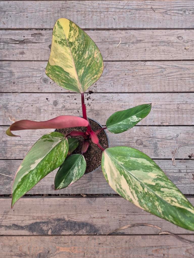 Philodendron Strawberry Shake p14 (7), Huis en Inrichting, Kamerplanten, Ophalen of Verzenden, Halfschaduw, Minder dan 100 cm
