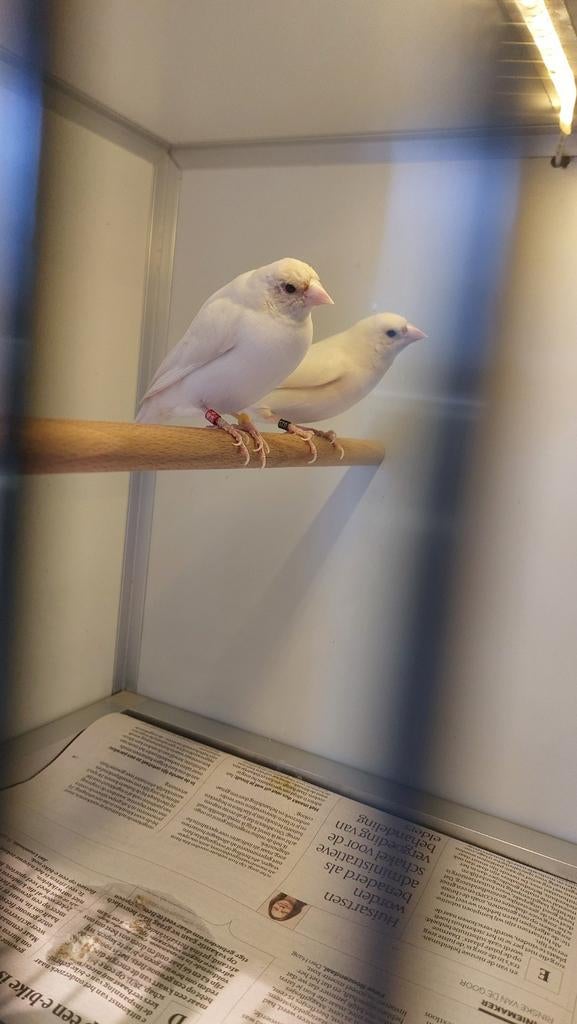 Mannen Gezocht. zilver/wit of ef pastel split blauw, Mannelijk, Tropenvogel