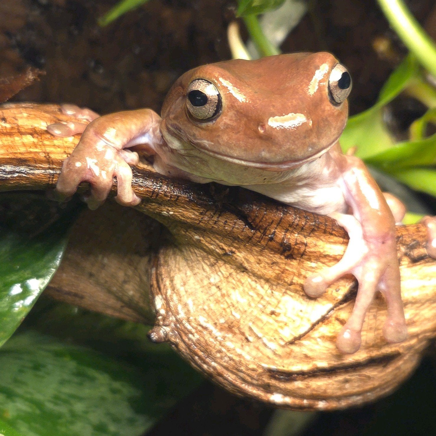 Koraalteen Boomkikker Frog photo 3