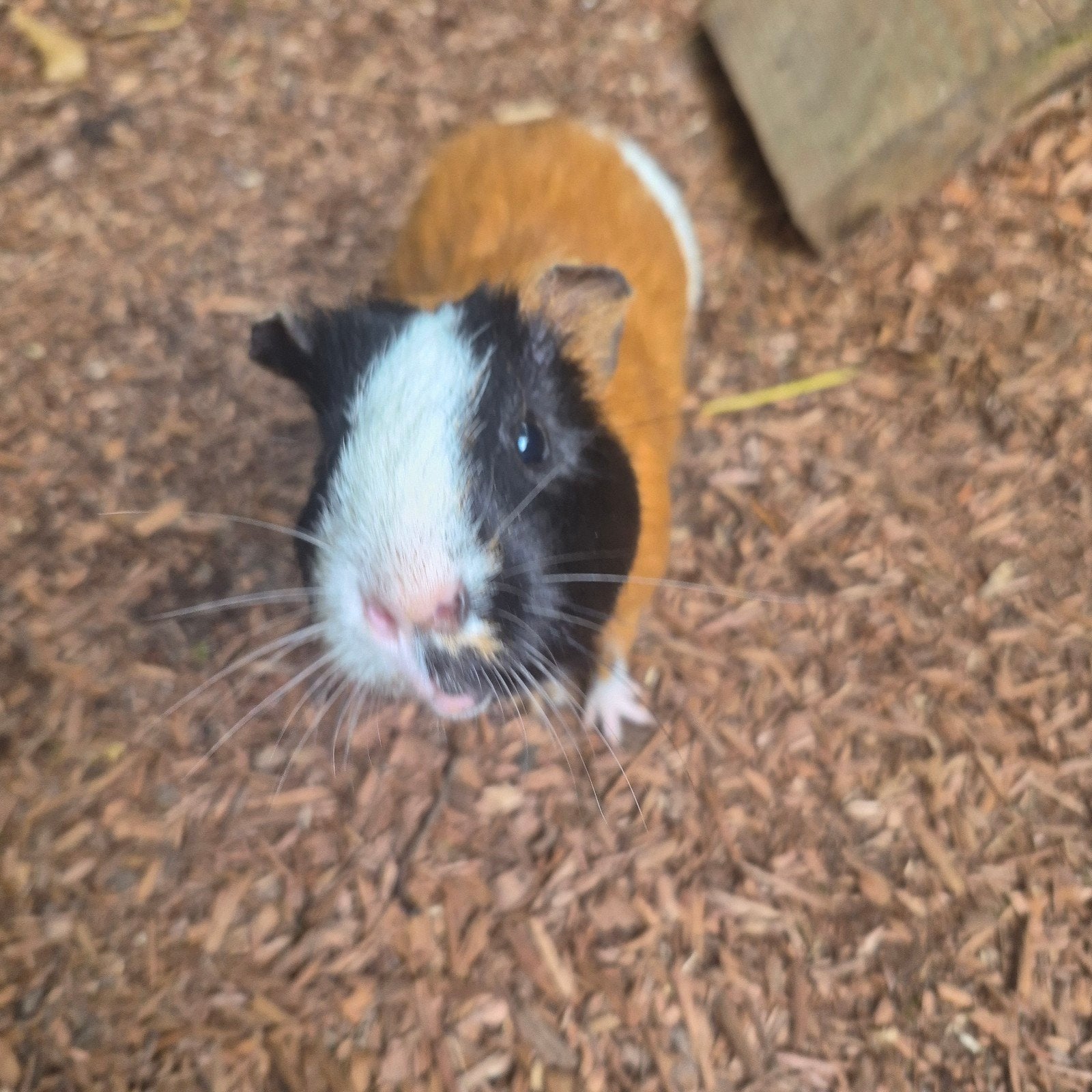 Cavia beer 1 jaar, Dieren en Toebehoren, Maart, Mannelijk, Cavia