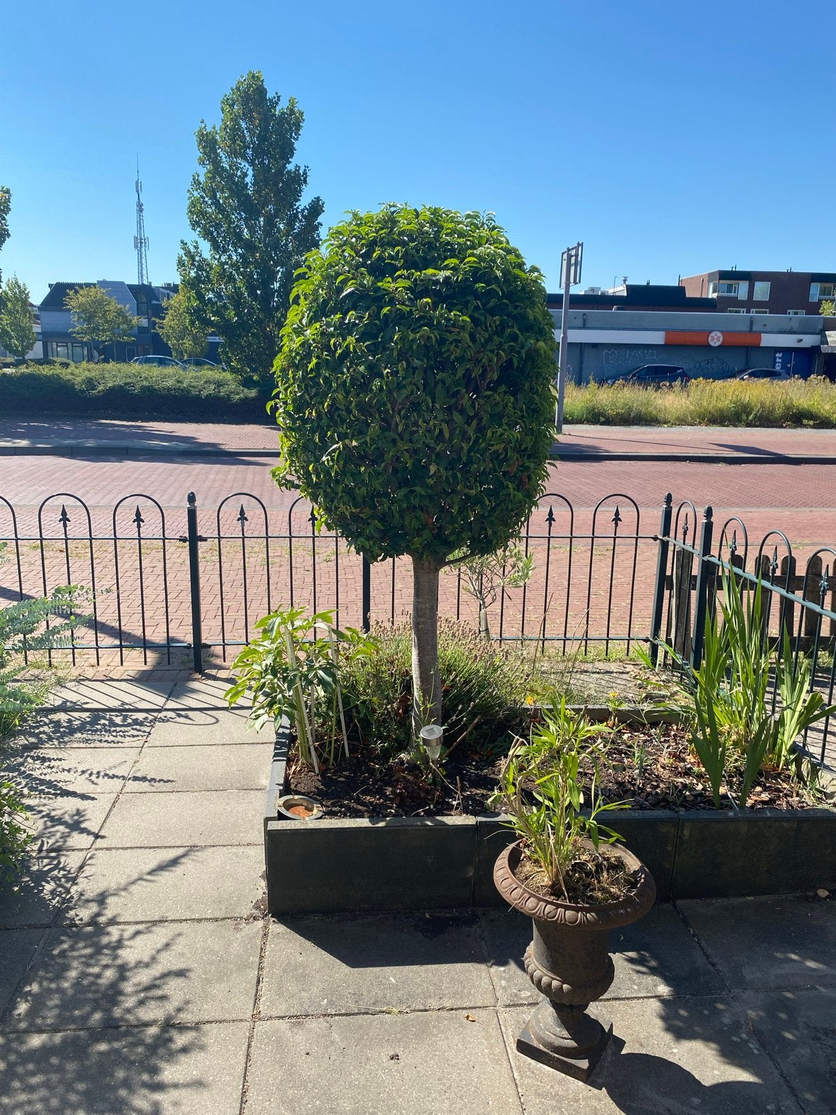 Laurier boom van ongeveer 170 cm hoog, Tuin en Terras, Volle zon, Vaste plant, Herfst, Ophalen