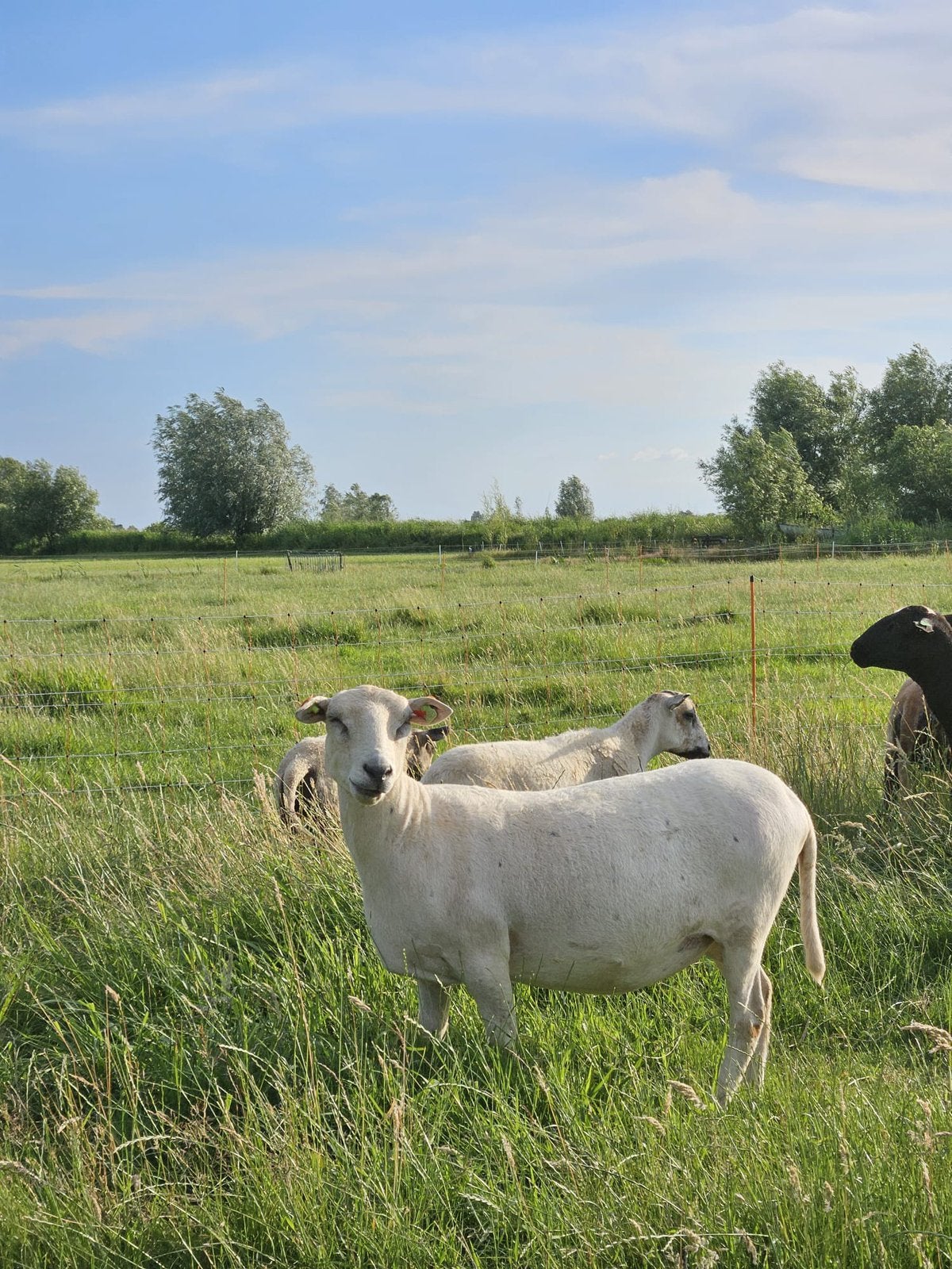 Dorper, Maasduinen & Easycare | Ruischapen | Fokdieren, Meerdere dieren, Schaap, 0 tot 2 jaar