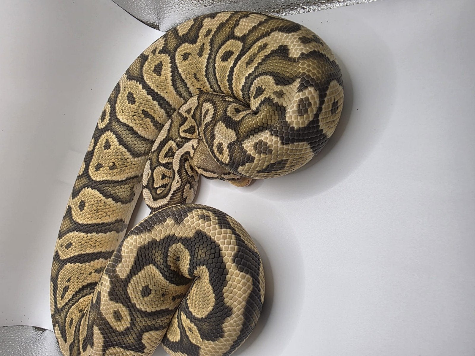 koningspython ballpython python regius, Slang, 0 tot 2 jaar