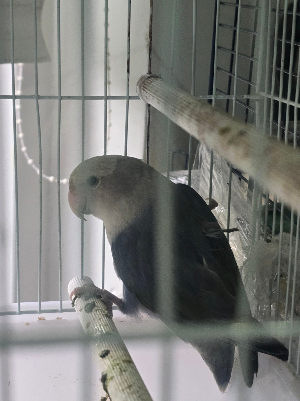 agapornis vrouwtje, Dieren en Toebehoren, Vrouwelijk, Dwergpapegaai of Agapornis, Tam