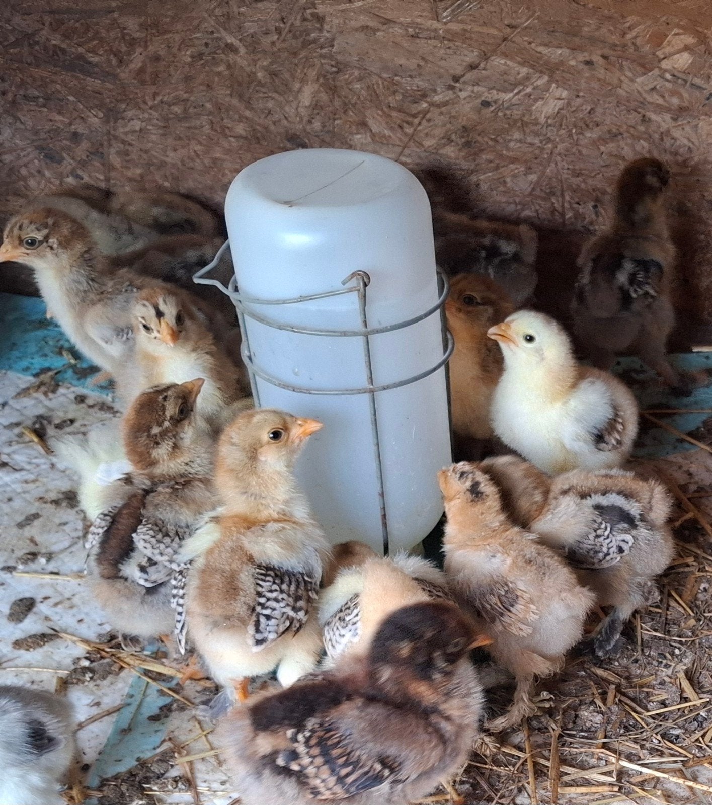 Brahma kuikens, Dieren en Toebehoren, Pluimvee, Kip, Geslacht onbekend