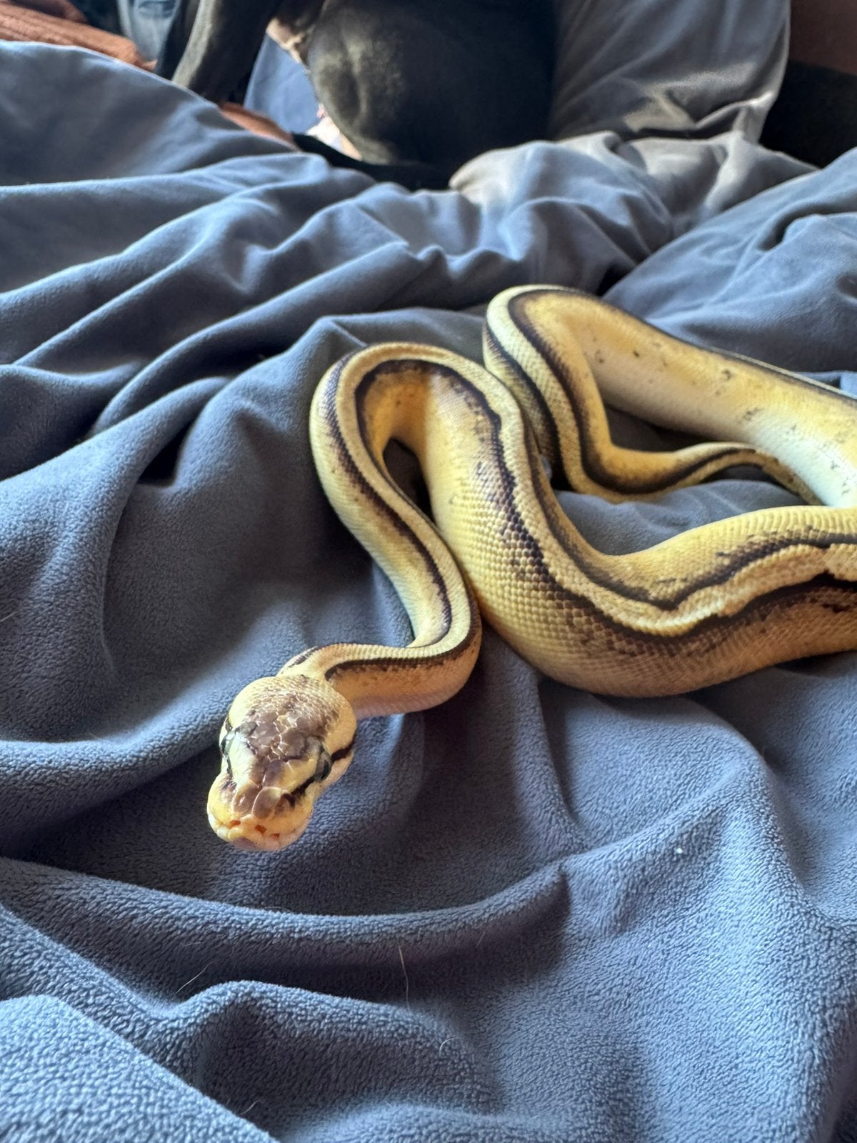 Highway ballpython ( koningspython), Dieren en Toebehoren, Slang, 0 tot 2 jaar