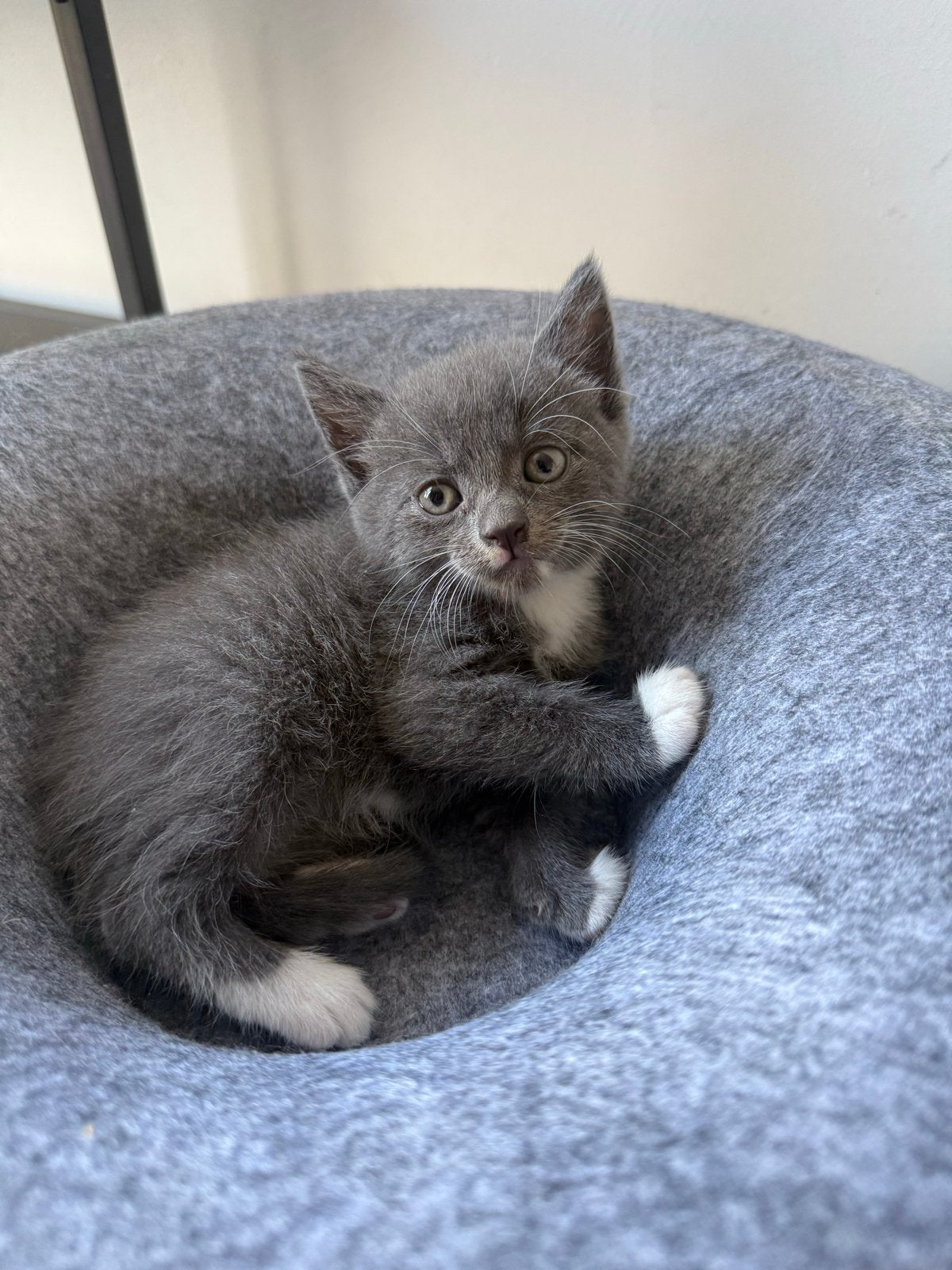 Lieve kittens te koop, Meerdere dieren