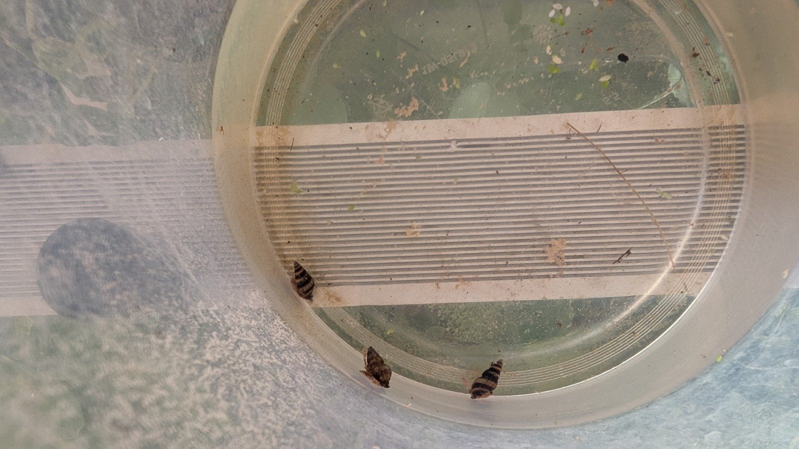 Aquarium slakken, Anentome helena, 3 keer, Dieren en Toebehoren, Ophalen, Nieuw, Overige typen