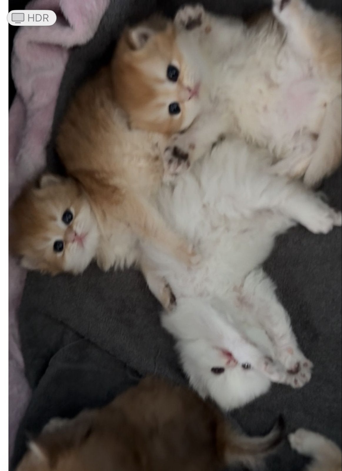 Britse langhaar golden, Dieren en Toebehoren, Katten en Kittens | Raskatten | Langhaar, Poes
