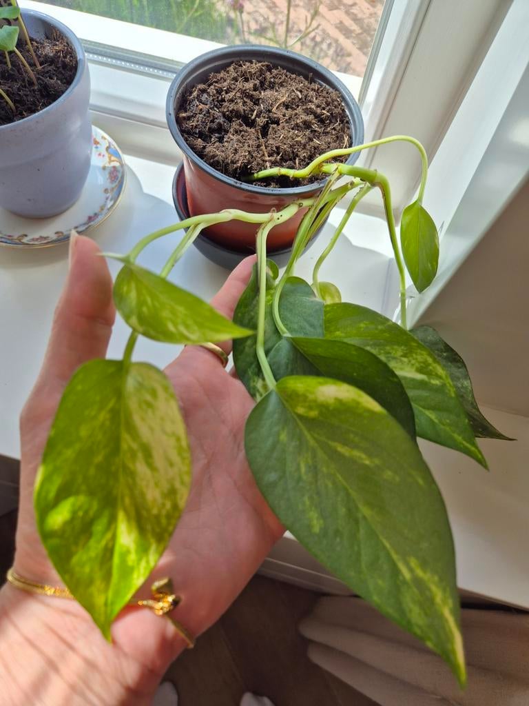 Epipremnum plant, Ophalen, Halfschaduw, Minder dan 100 cm