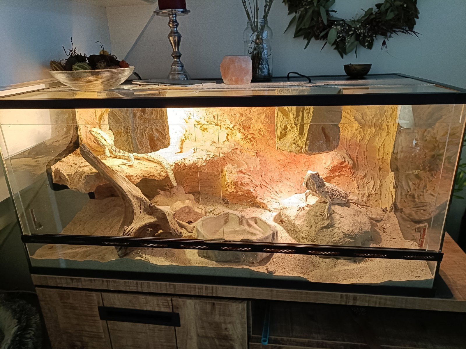 Terrarium met 2 baardagamen, Dieren en Toebehoren, Hagedis, Met terrarium, 3 tot 6 jaar