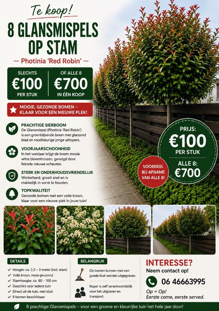 Glansmispels op stam, Tuin en Terras, Planten | Bomen, 100 tot 250 cm, Zomer, Ophalen, Volle zon