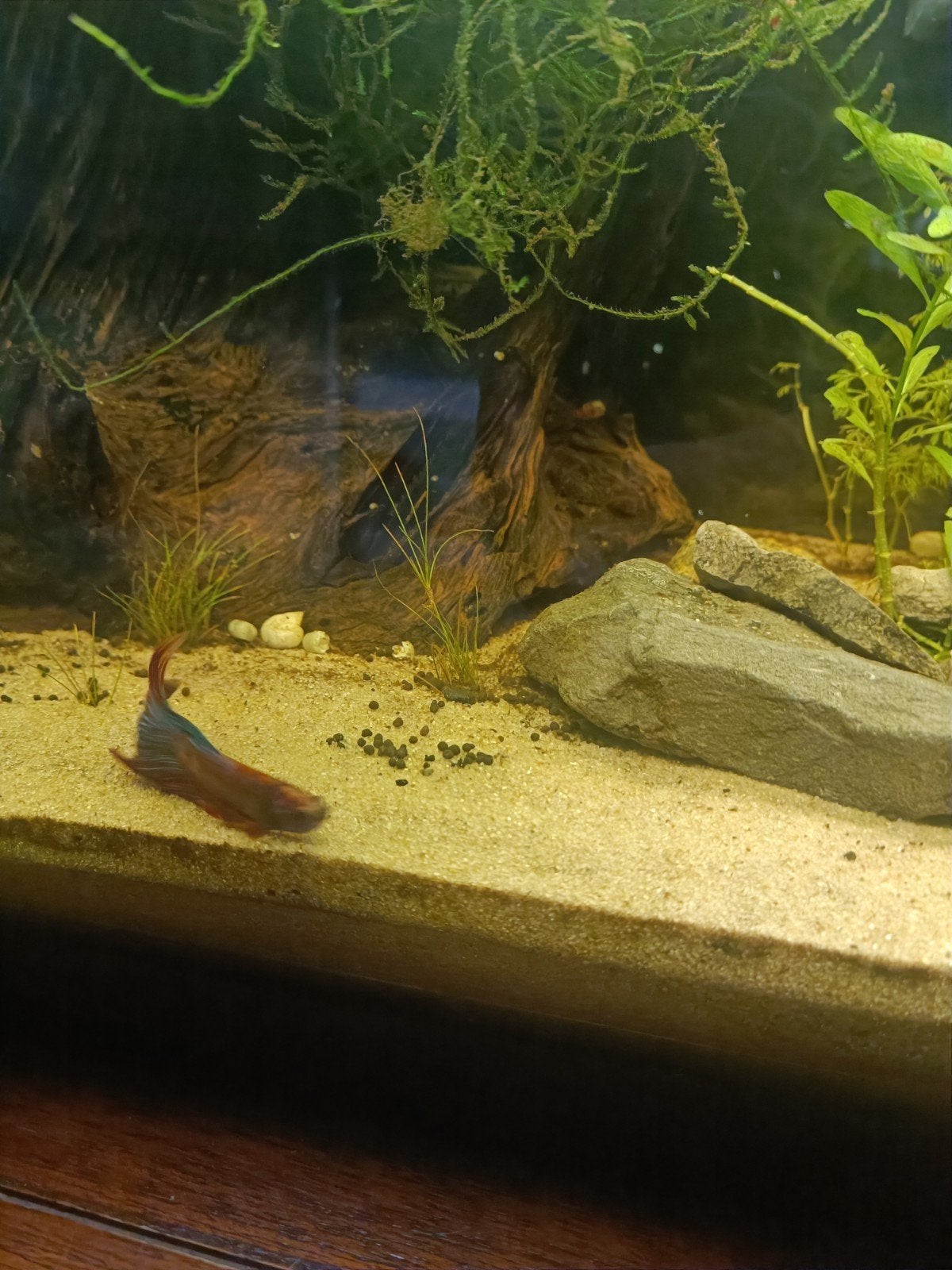 BETTA, Ophalen, Zo goed als nieuw, Gevuld zoetwateraquarium