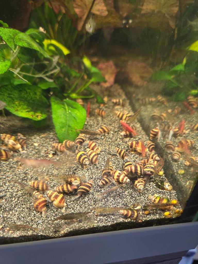 Anatome helena slakken aquarium, Slak of Weekdier