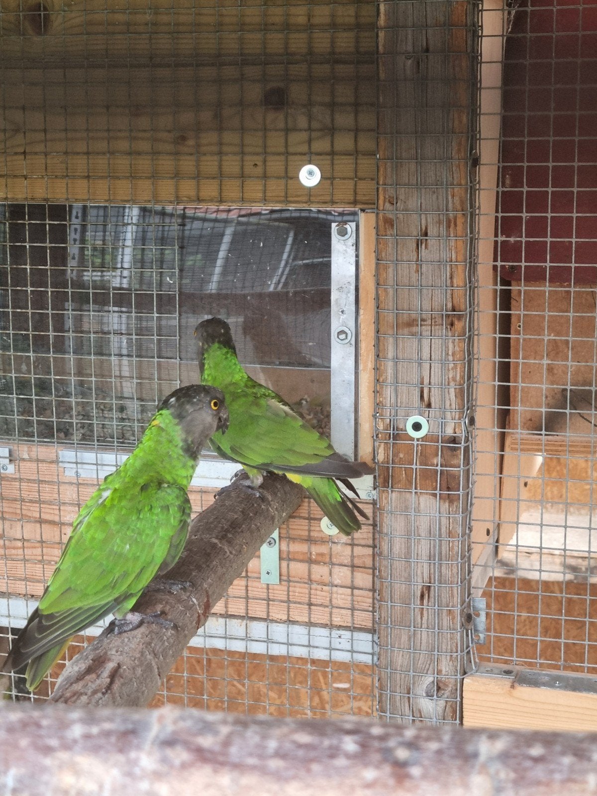 Koppel bonte boer, Dieren en Toebehoren, Vogels | Parkieten en Papegaaien, Meerdere dieren, Papegaai, Tam