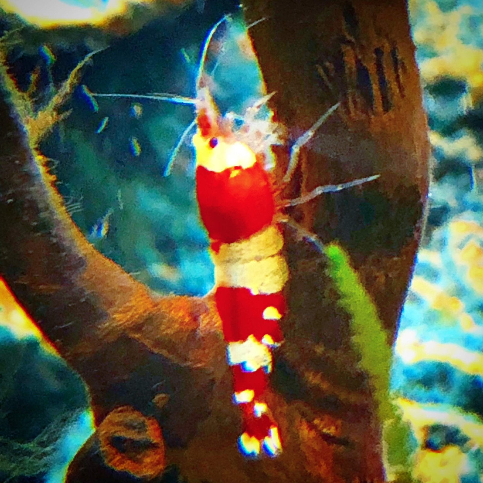 Crystal red garnalen, Dieren en Toebehoren, Kreeft, Krab of Garnaal