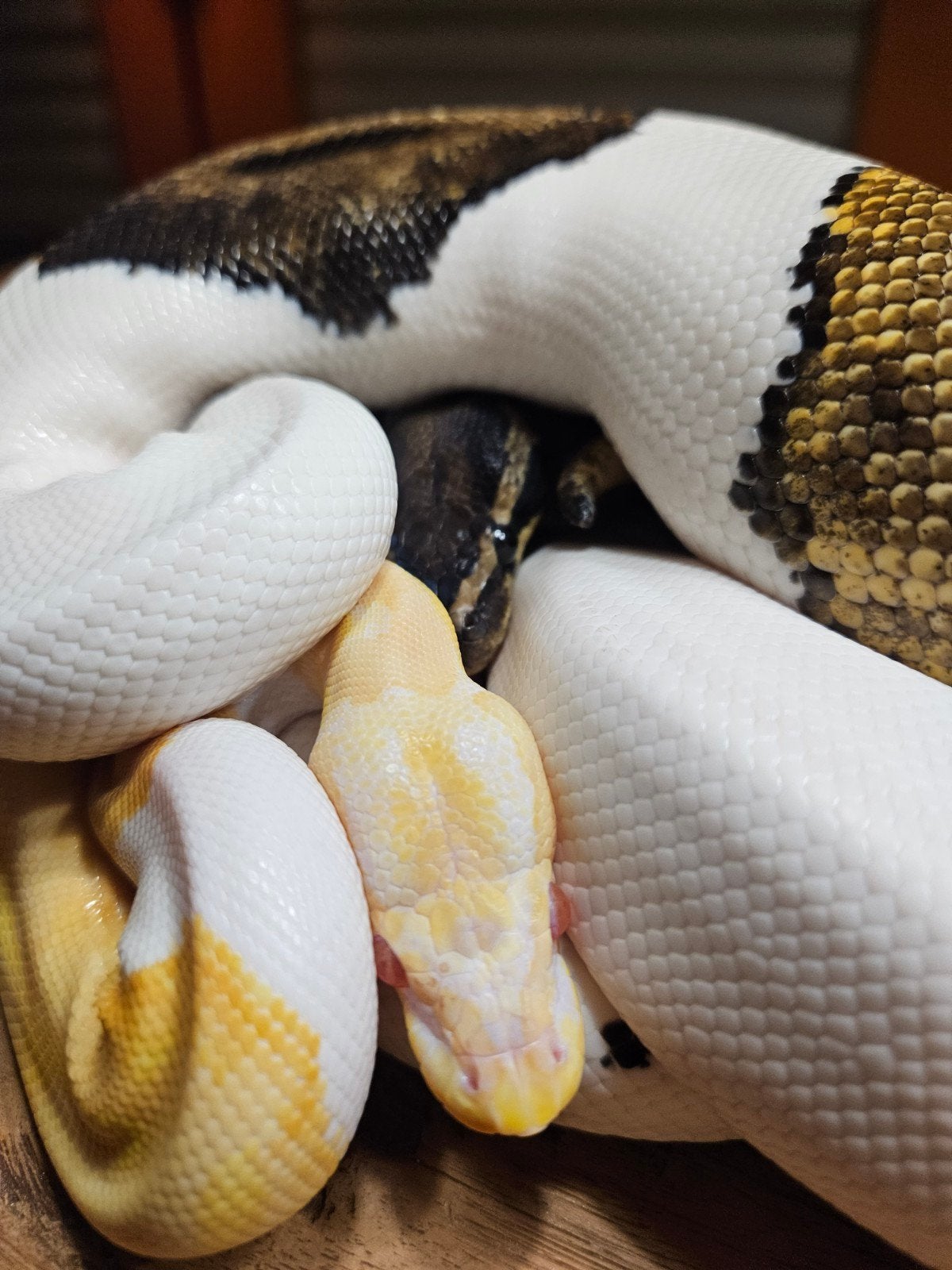Koningspython Piebald man en vrouw Ball Python - male for sale from Mark kuster
