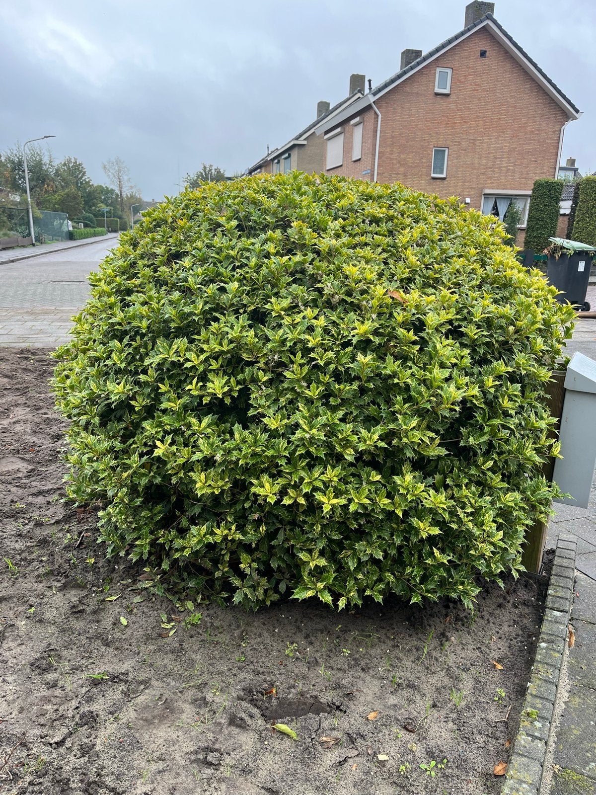 Diverse tuinplanten gratis af te halen, Vaste plant, Halfschaduw, Herfst, Ophalen