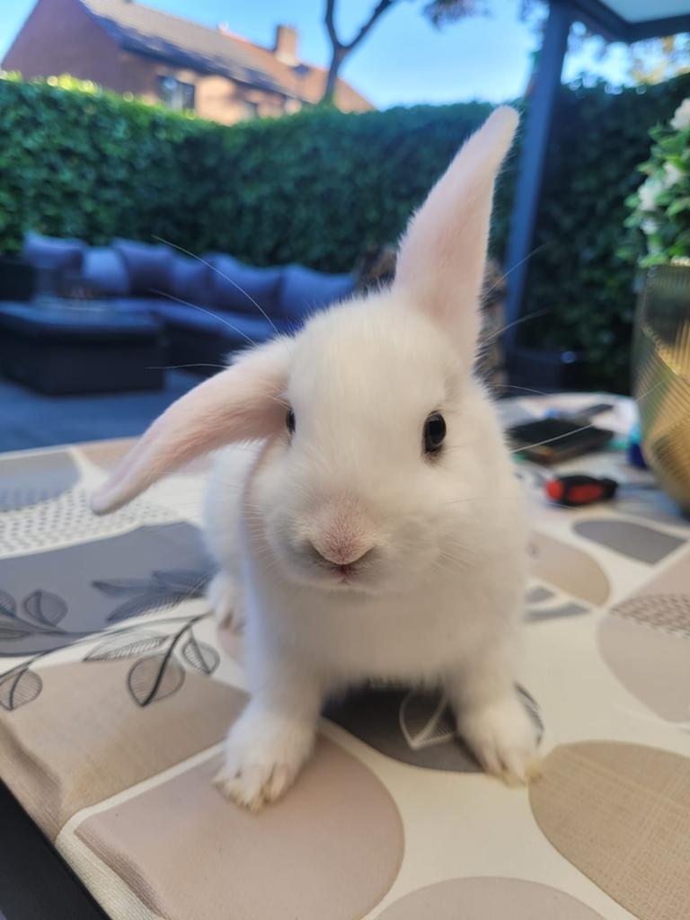 1 jonge Leeuwenkop konijntjes, Dieren en Toebehoren, Konijnen, Meerdere dieren, Dwerg