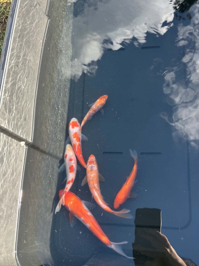 6x Kohaku, Tancho & Ginrin Kohaku – Eigen Kweek, Dieren en Toebehoren, Karper of Koi