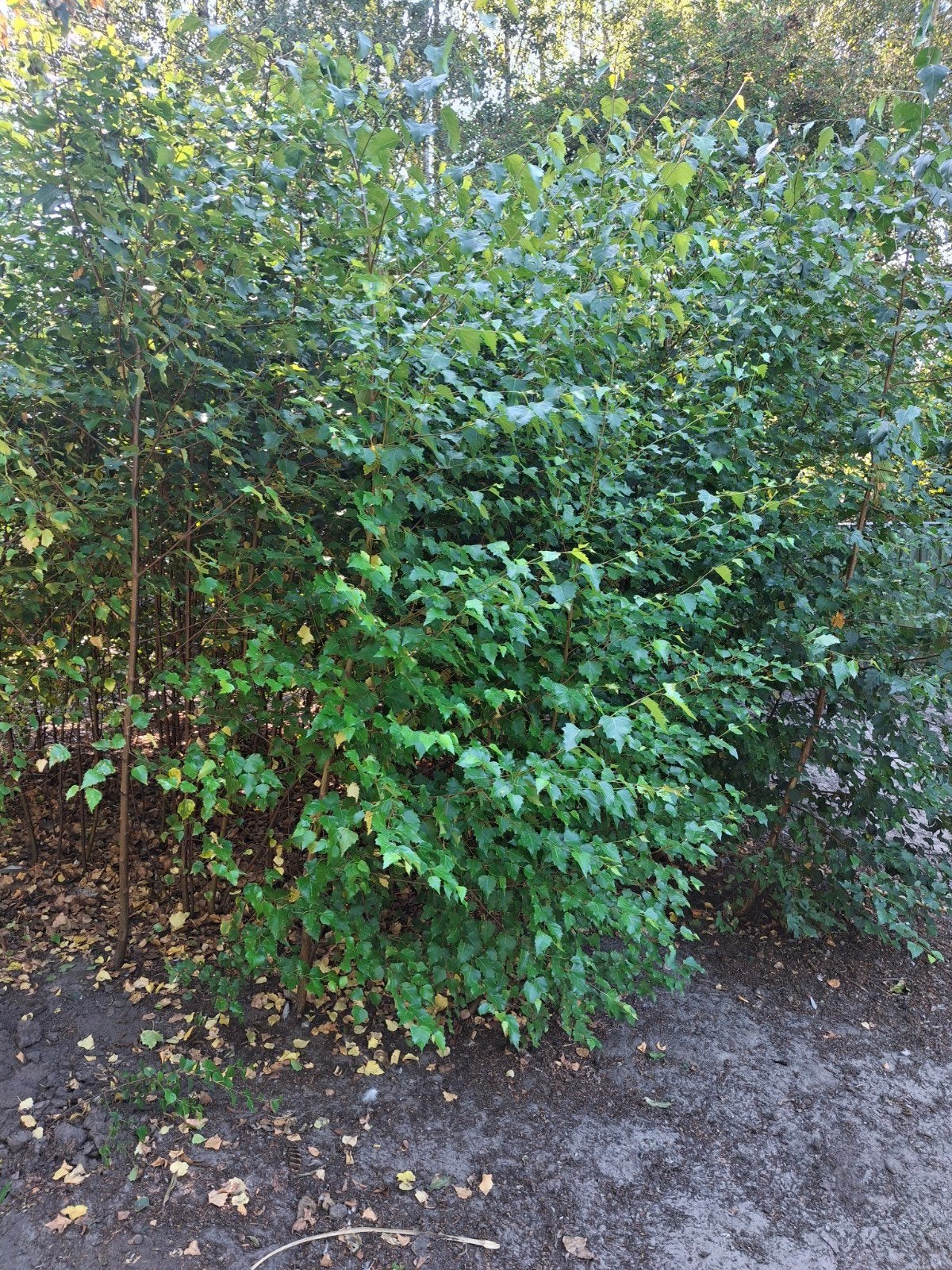 berken bomen, Tuin en Terras, Planten | Bomen, Bloeit niet, Overige soorten, 100 tot 250 cm, Ophalen