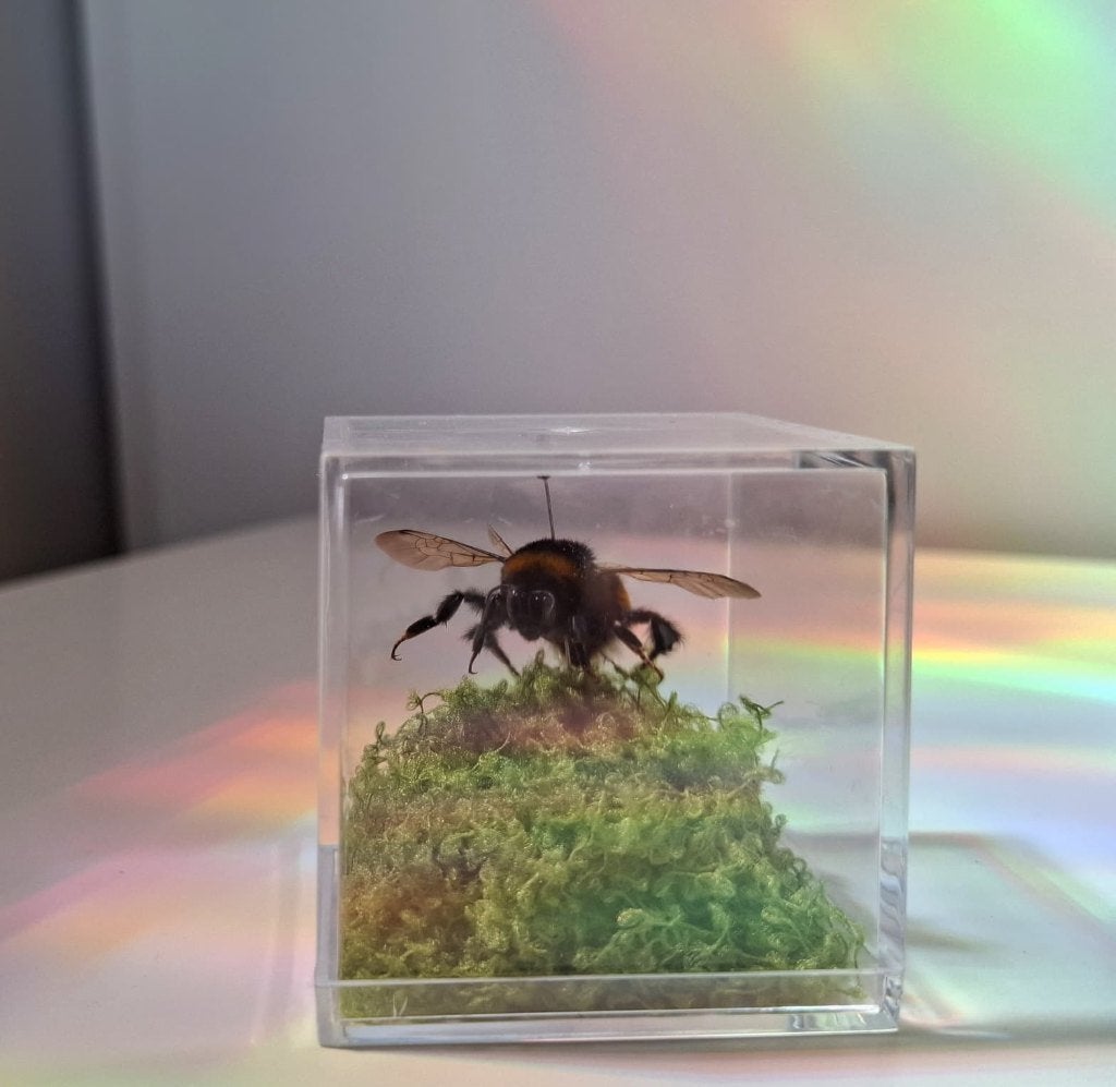 Hommel Display, Ophalen of Verzenden, Nieuw, Insect, Opgezet dier