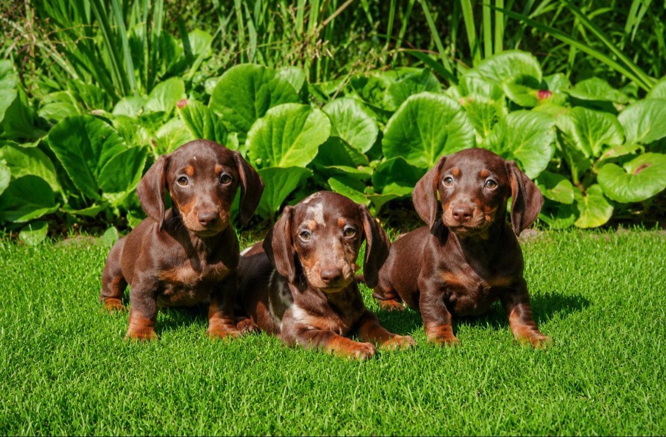 Dwerg teckel pups te koop, Nederland, 8 tot 15 weken, Korthaar, Dwerg