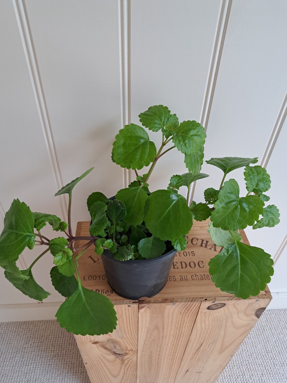mooie hangplant, Ophalen, Halfschaduw, Minder dan 100 cm