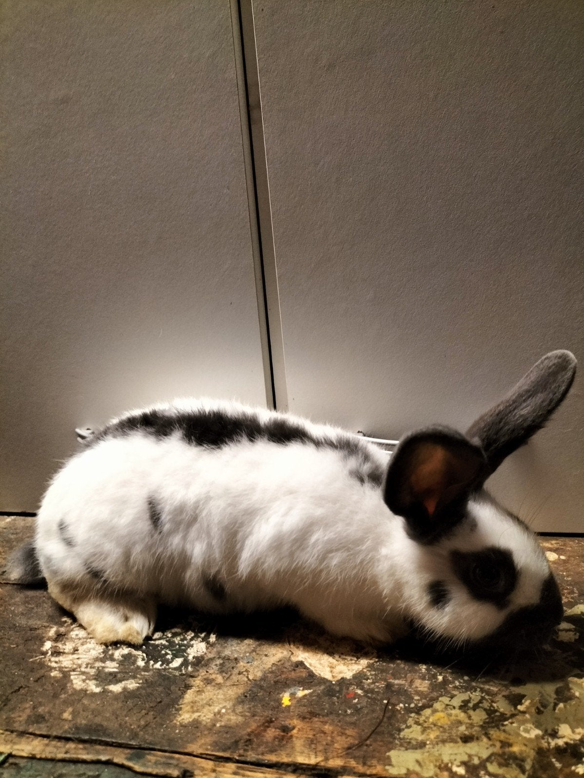 mooie Lotharingen konijn, Dieren en Toebehoren, Mannelijk, Klein, 0 tot 2 jaar