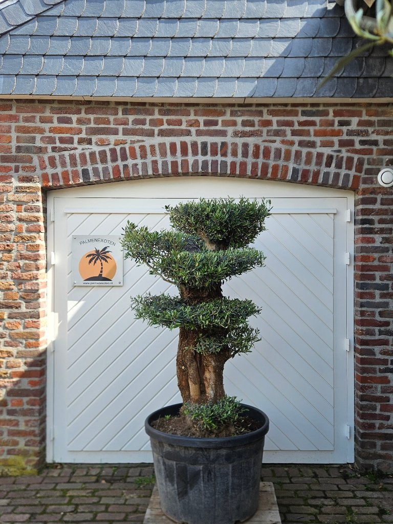 AANBIEDING Tot 25 % KORTING OP PALMEN EN OLIJFBOMEN  , In pot, Halfschaduw, Ophalen of Verzenden, 100 tot 250 cm