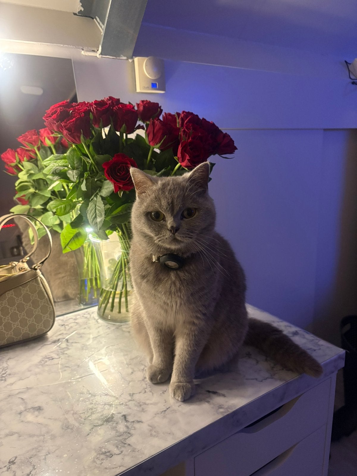 Katten oppas aangeboden