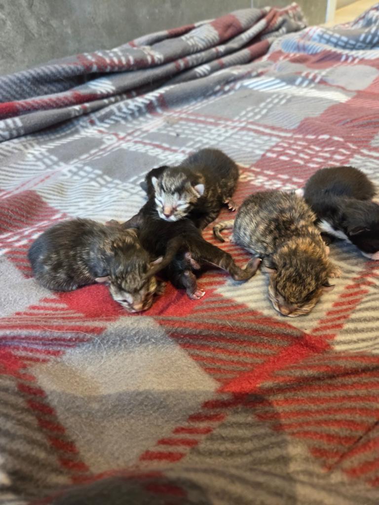 Kruising kittens, Meerdere dieren, Ontwormd