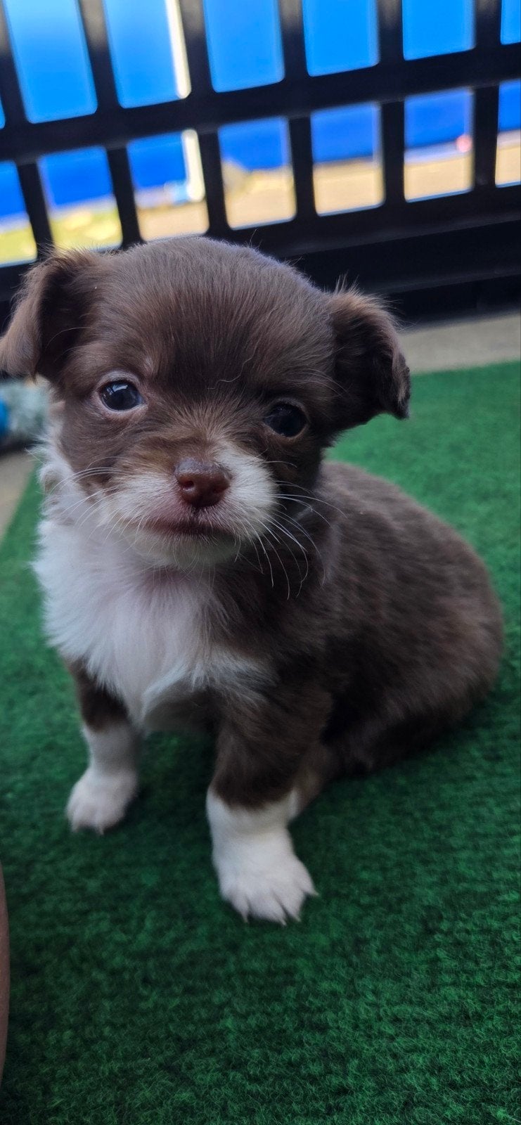 Chihuahua pups, Dieren en Toebehoren, Honden | Chihuahua's en Gezelschapshonden, 8 tot 15 weken, Meerdere, Meerdere dieren, Chihuahua