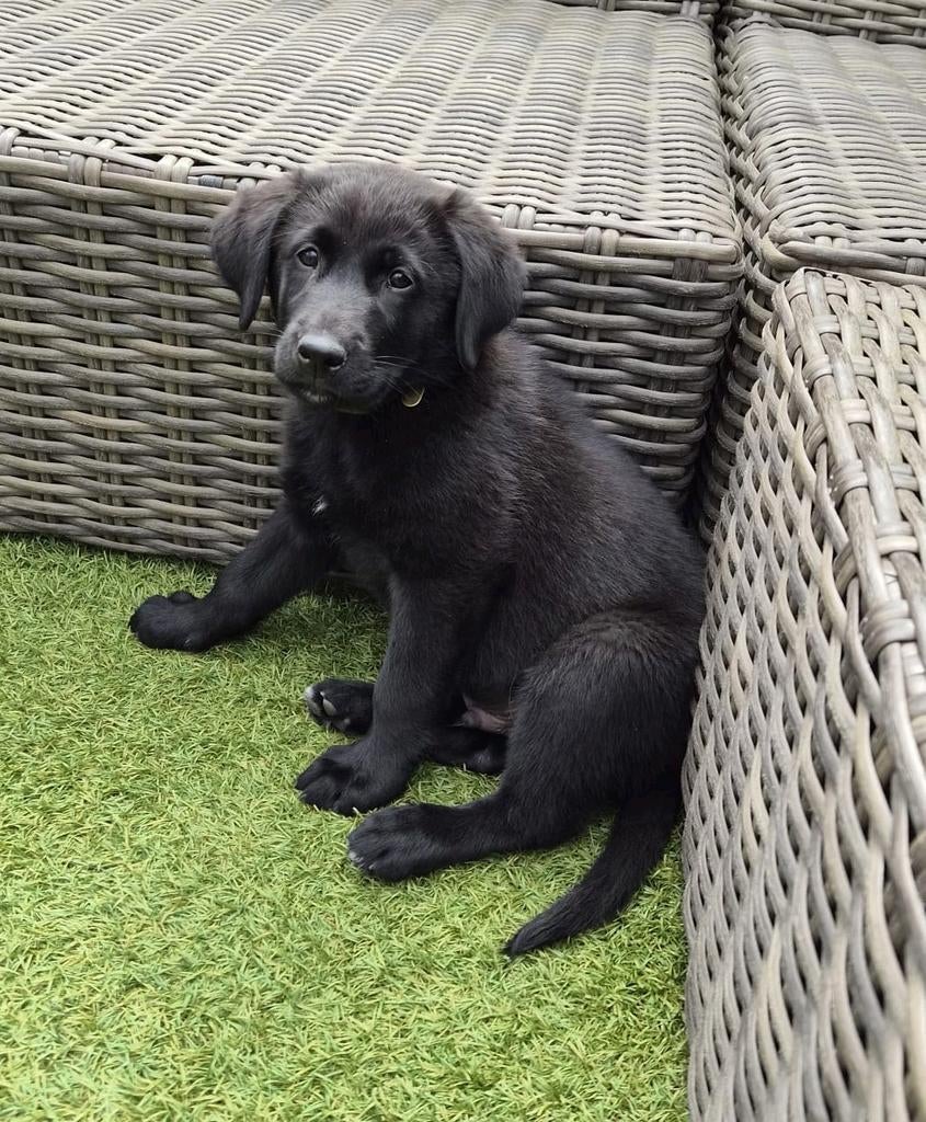 Deze lieve pup zoekt nog een nieuw forever home 💙💙, Dieren en Toebehoren, 8 tot 15 weken, Labrador retriever, Parvo, Meerdere