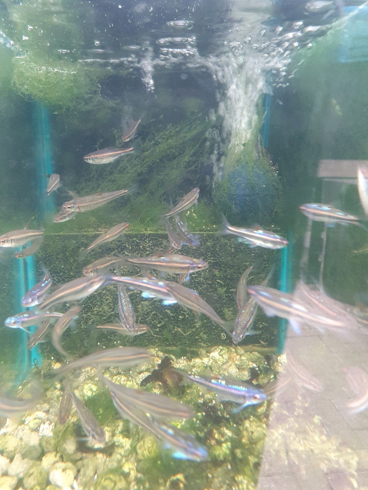 Medaka, rainbowshiner, windes, kweek 2026., Dieren en Toebehoren, Karper of Koi
