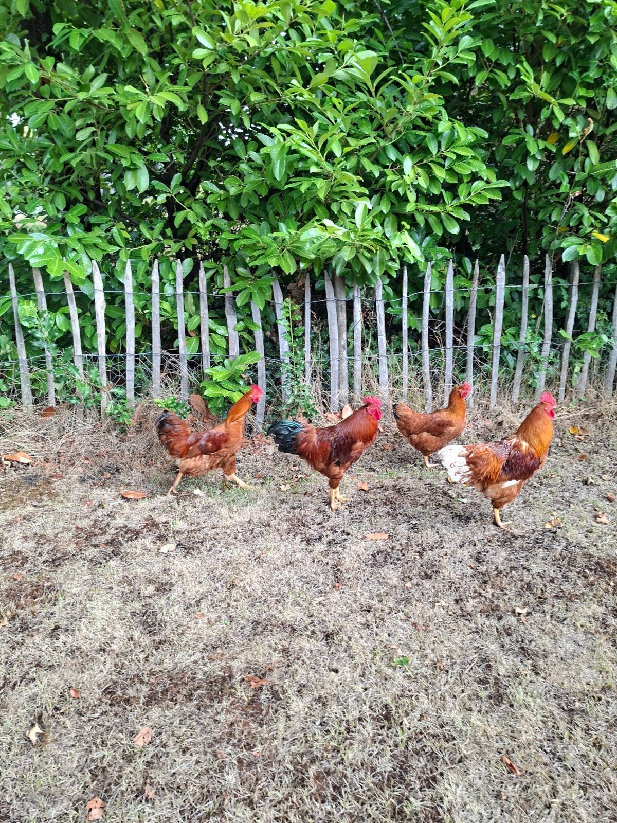 3 hanen, Dieren en Toebehoren, Pluimvee, Mannelijk, Kip