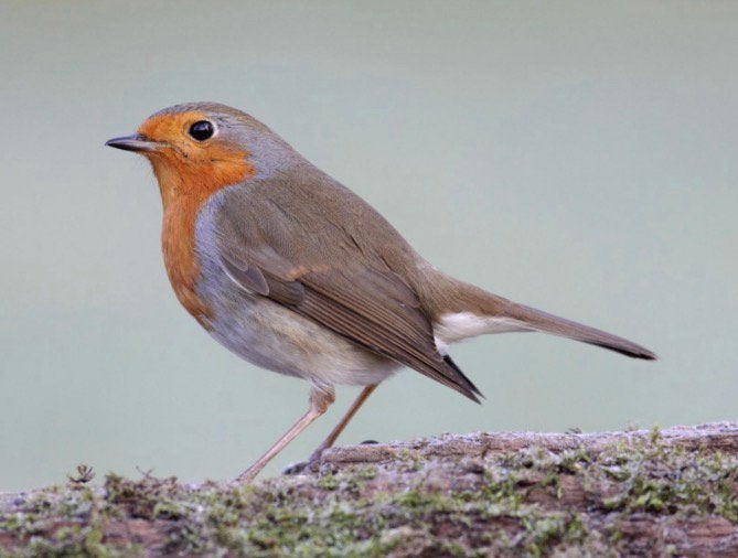 Roodborst en staartmees met DNA, Dieren en Toebehoren, Mannelijk, Wildzangvogel, Geringd