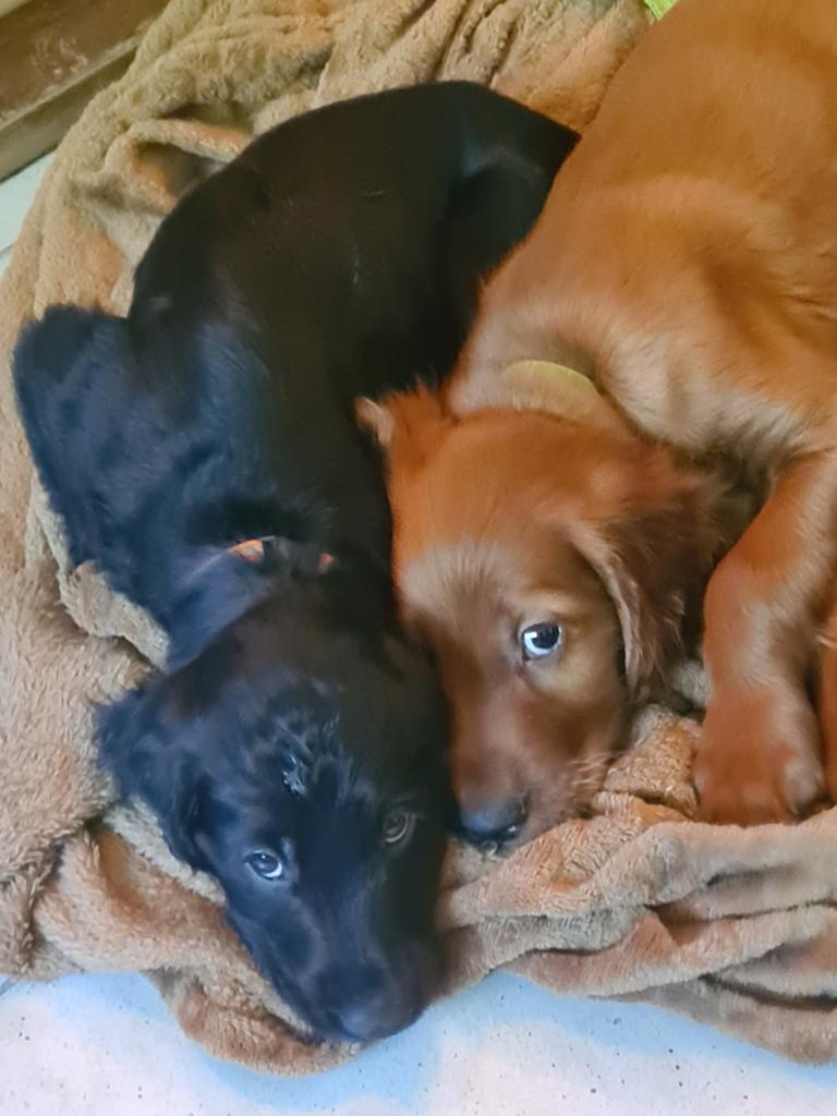 Nu te koop: 4 setterpups, Dieren en Toebehoren, 8 tot 15 weken, Meerdere, Meerdere dieren, Middel