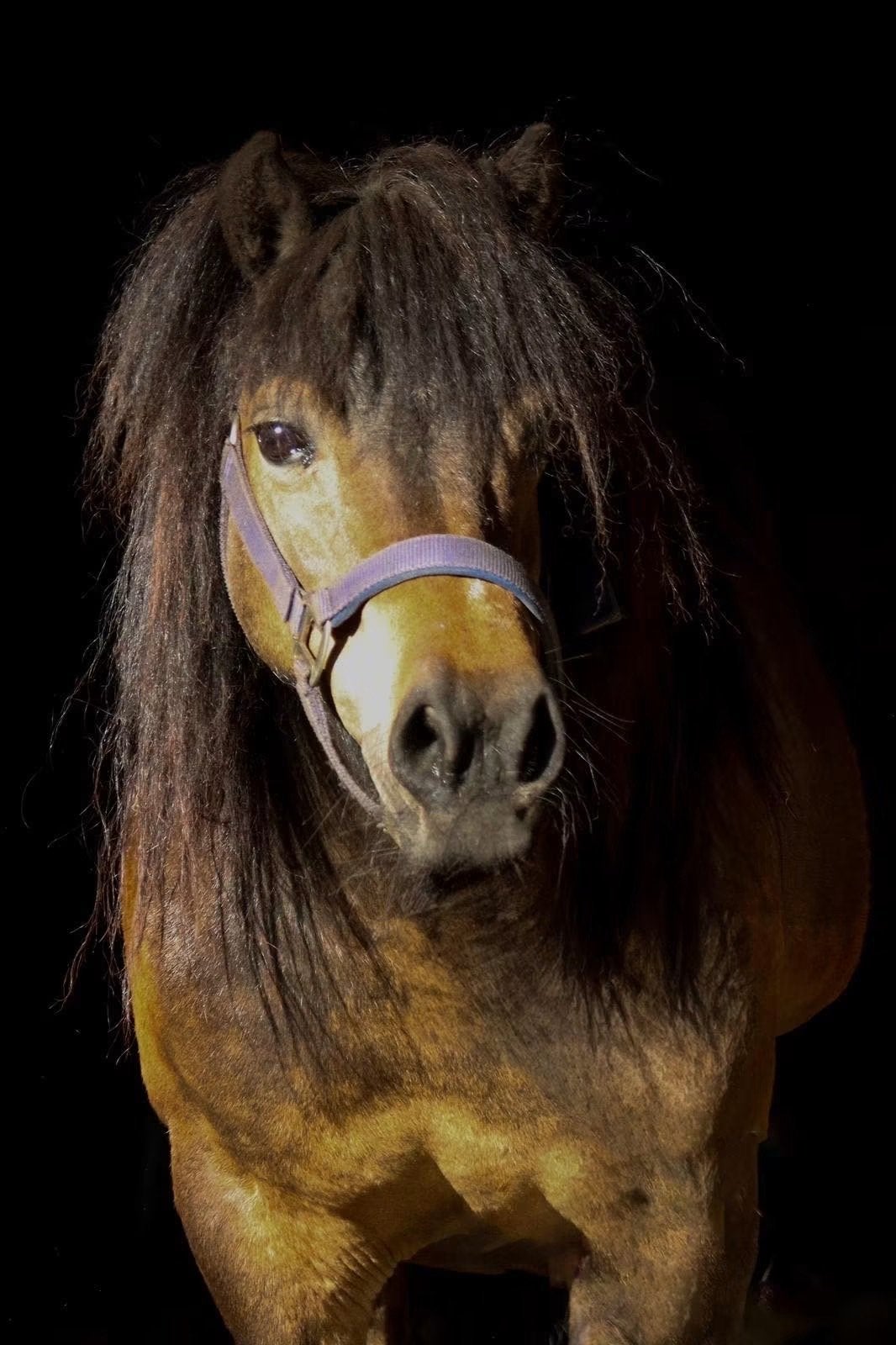 Shetlander merrie, Dieren en Toebehoren, Pony's, Merrie, Niet van toepassing, Gechipt, A pony (tot 1.17m)