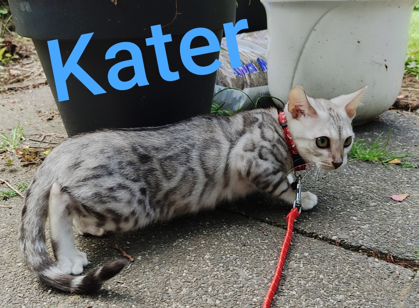 Lovely Bengal Male Kitten Silver, Meerdere dieren, Gechipt, 0 tot 2 jaar