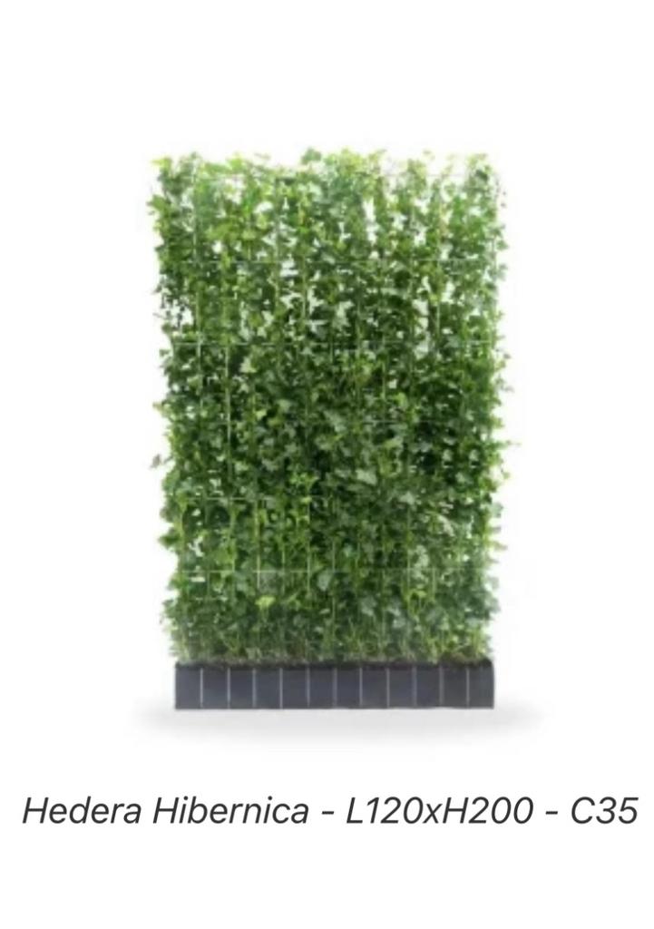 Hedera kant en klaar hagen 120x200 cm hoog, Ophalen of Verzenden, Overige soorten, 100 tot 250 cm