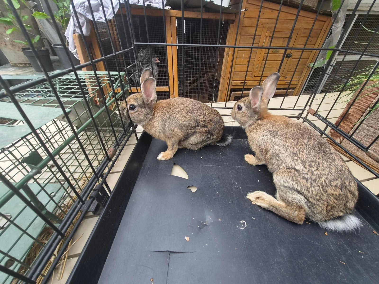 konijn  ram, Dieren en Toebehoren, Mannelijk, Dwerg, 0 tot 2 jaar