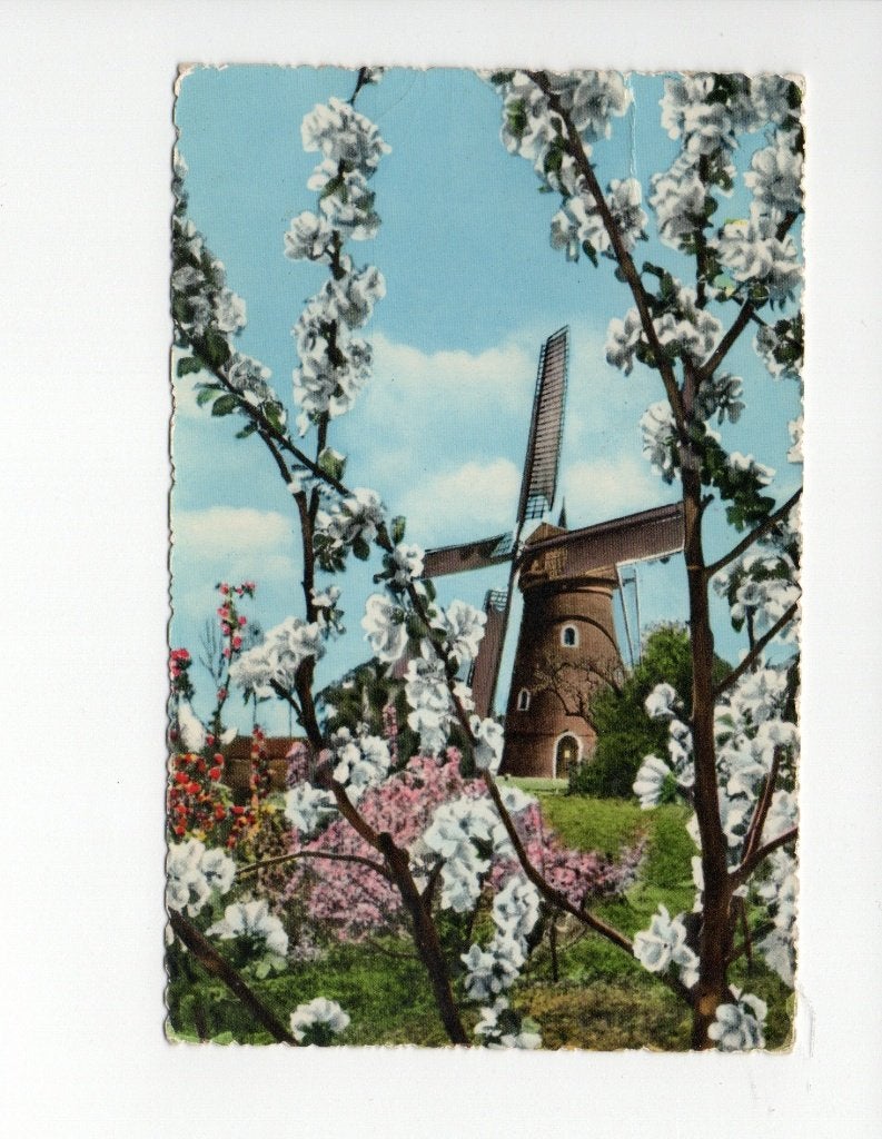 Oude ansichtkaart: Lente in Holland, Molen met bloesem.1959, Ophalen of Verzenden, 1940 tot 1960, Gelopen, Zuid-Holland