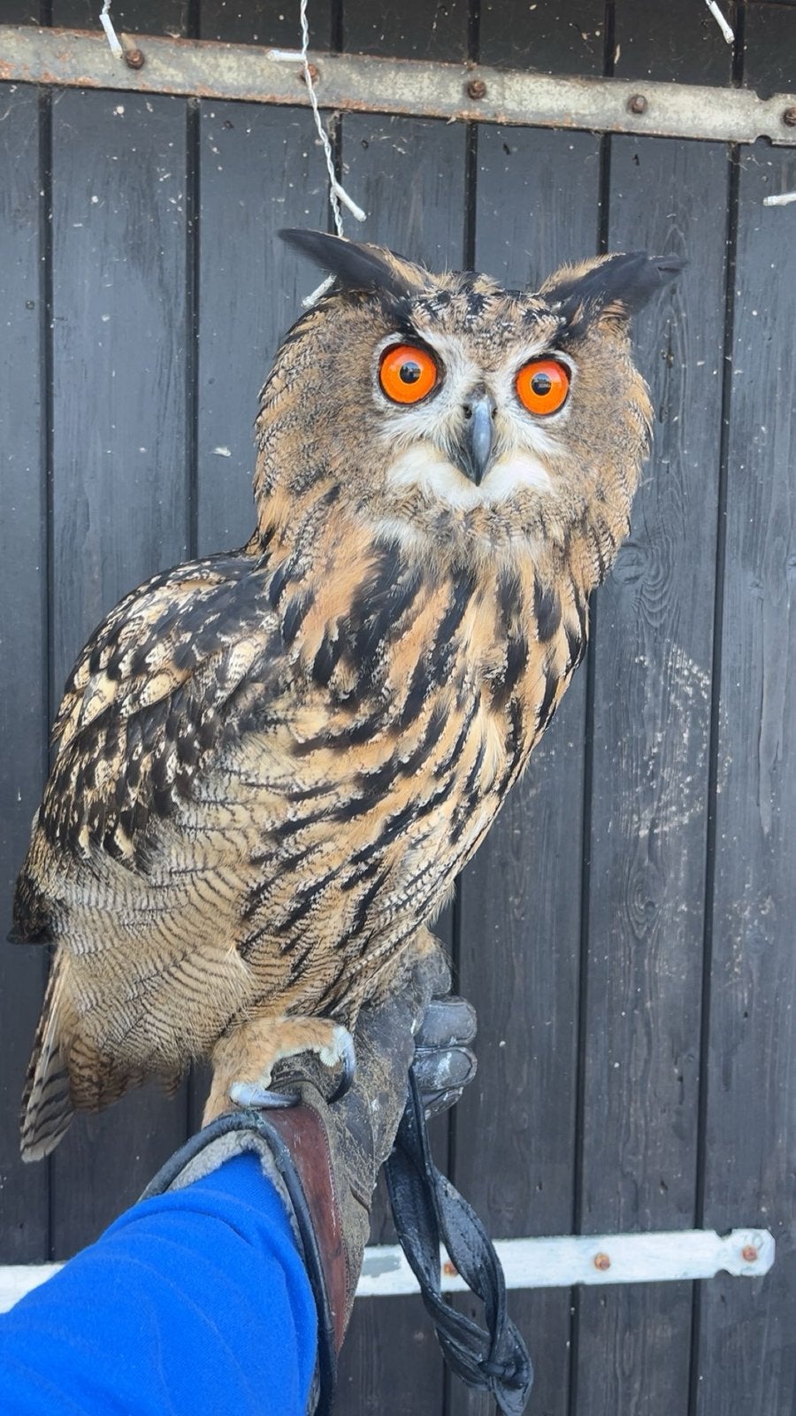 Turkmeense oehoe, Vrouwelijk, Roofvogel, Geringd