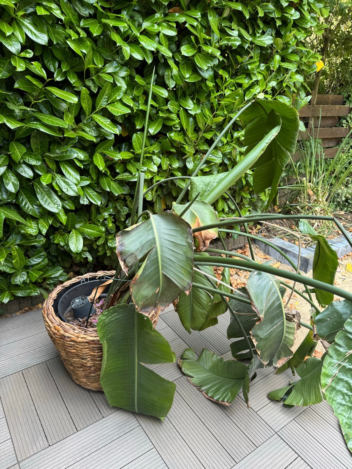 Gratis op te halen: Grote Strelitzia (Paradijsvogelplant), Tuin en Terras, Planten | Tuinplanten, Volle zon, Vaste plant, Bloeit niet