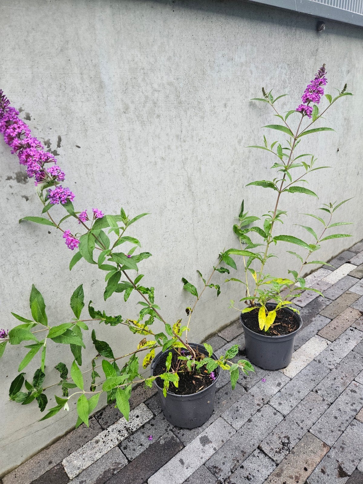 prachtige vlinderstruiken, Ophalen, Vlinderstruik, Struik, Minder dan 100 cm