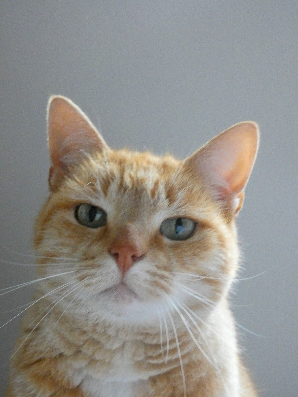 Poes zoekt rustig thuis, Dieren en Toebehoren, Poes, Kortharig, 6 jaar of ouder