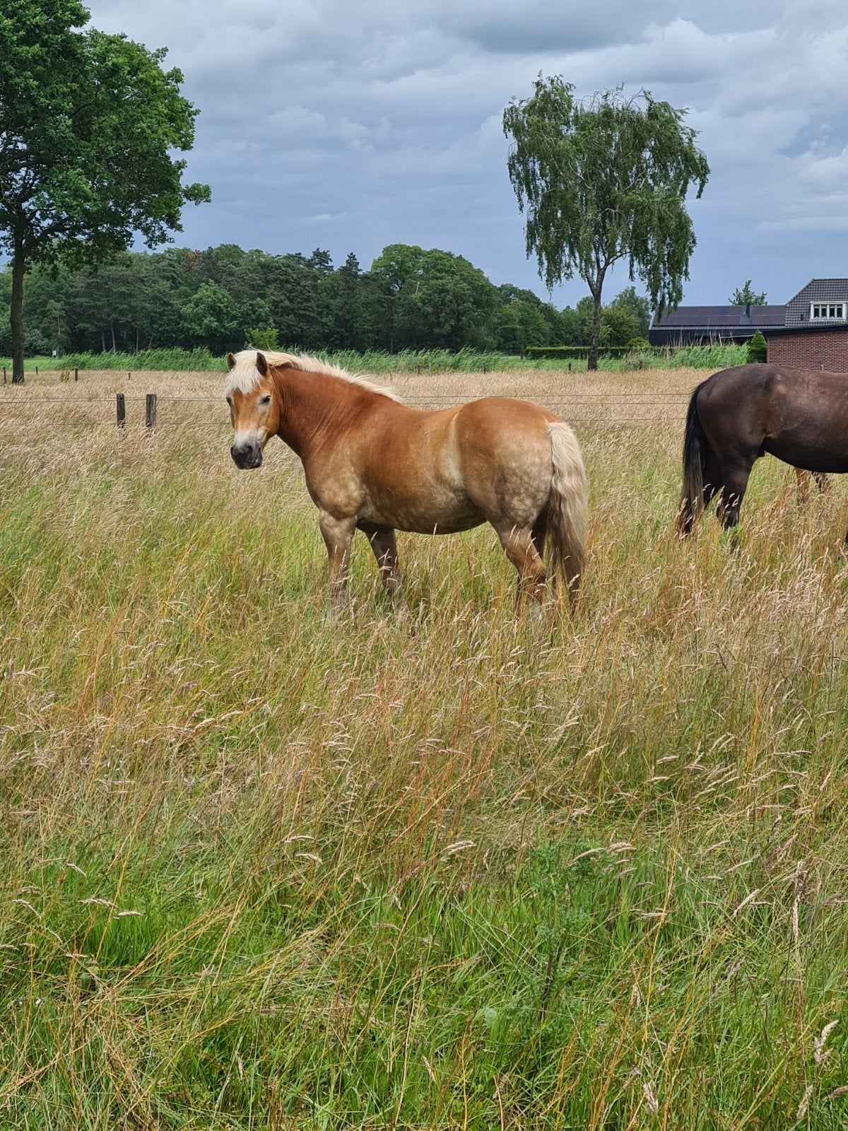 Bijrijder omgeving Borne gezocht, Dieren en Toebehoren, Ophalen