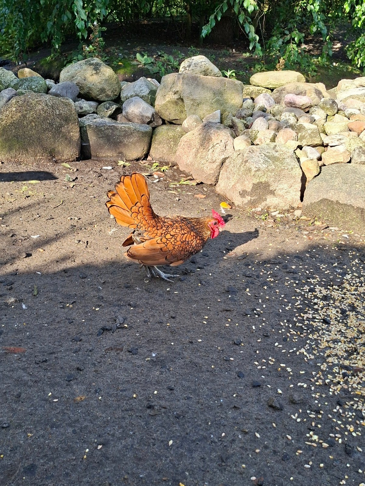 Sebright Haan, Mannelijk, Kip